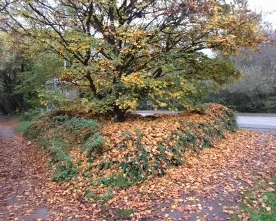 Autumn leaves